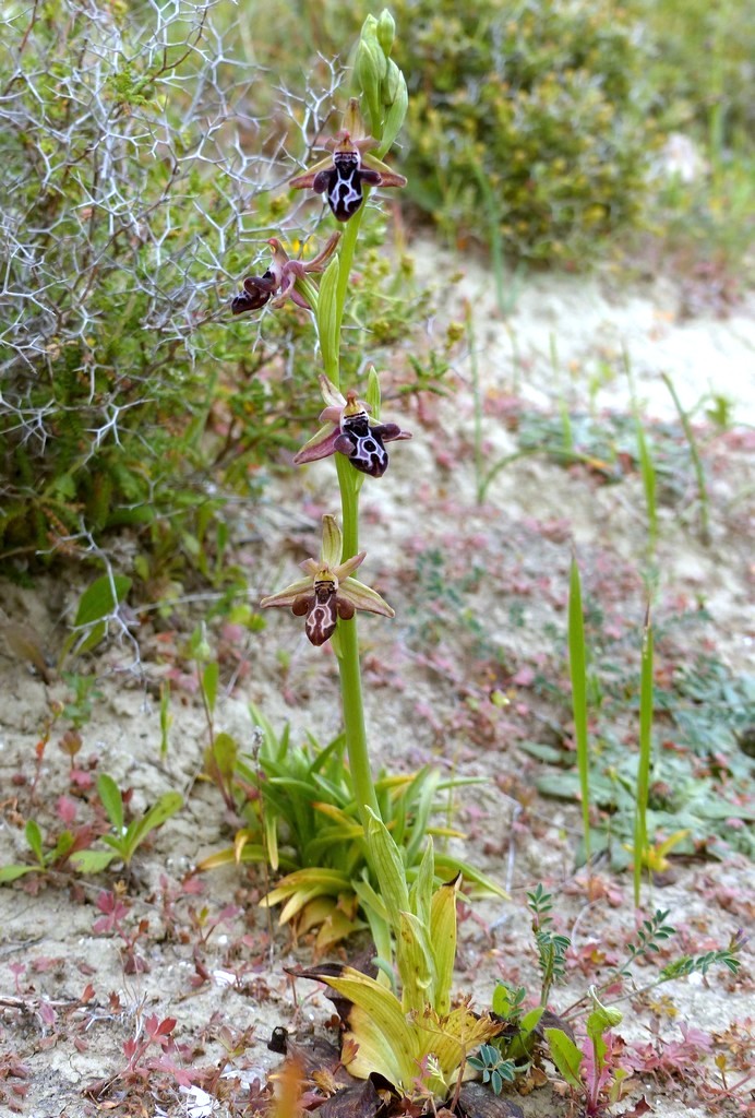 Ophrys cretica, Ophrys episcopalis  Creta aprile 2016